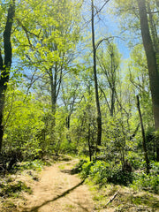 Spring Grounding Retreat March 13 - 16, 2025: Private Retreat Center in NC