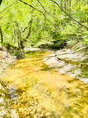 Spring Grounding Retreat March 13 - 16, 2025: Private Retreat Center in NC
