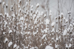 Nature's Rhythm: Spring, Summer, Fall & Winter Grounding Meditations