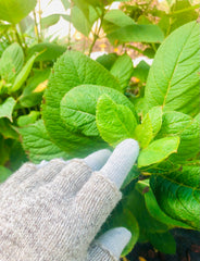 Layered Conductive Gloves: naturally conductive & extra warm