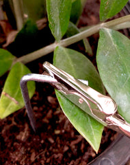Grounding Plants: for their health and yours!