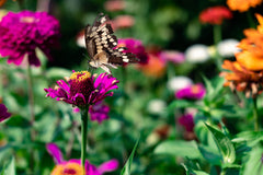 Earth Connect Online Grounding Class: Dec 2 - 13, 2024