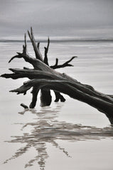 Magic In The Mist: Driftwood, Giclee Print