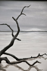 Magic In The Mist: Driftwood, Giclee Print