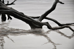 Magic In The Mist: Driftwood, Giclee Print