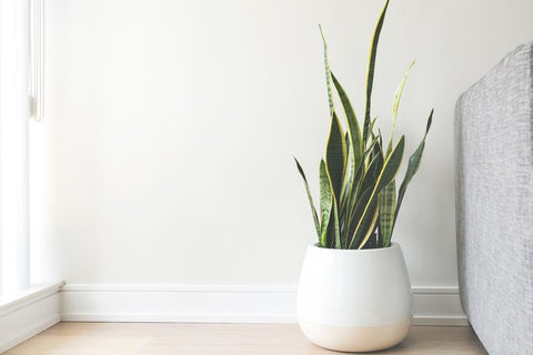 Grounding Plants: for their health and yours!