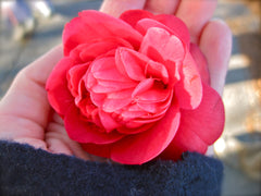 FREE Gentle Restart Detox eBook