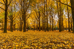 Nature's Rhythm: Spring, Summer, Fall & Winter Grounding Meditations