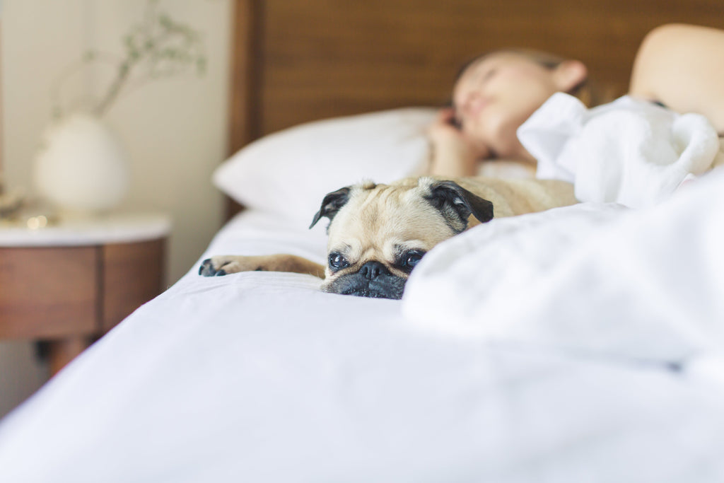 Deep Sleep Grounding Meditation