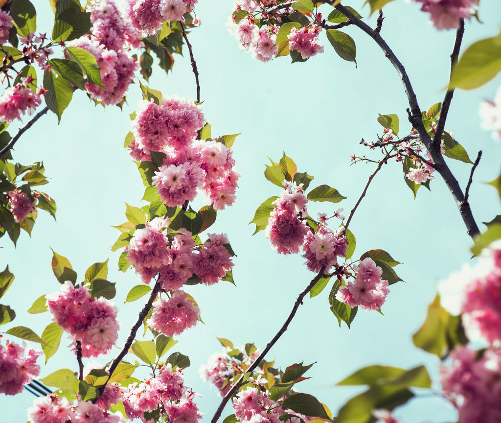Nature's Rhythm: Spring, Summer, Fall & Winter Grounding Meditations