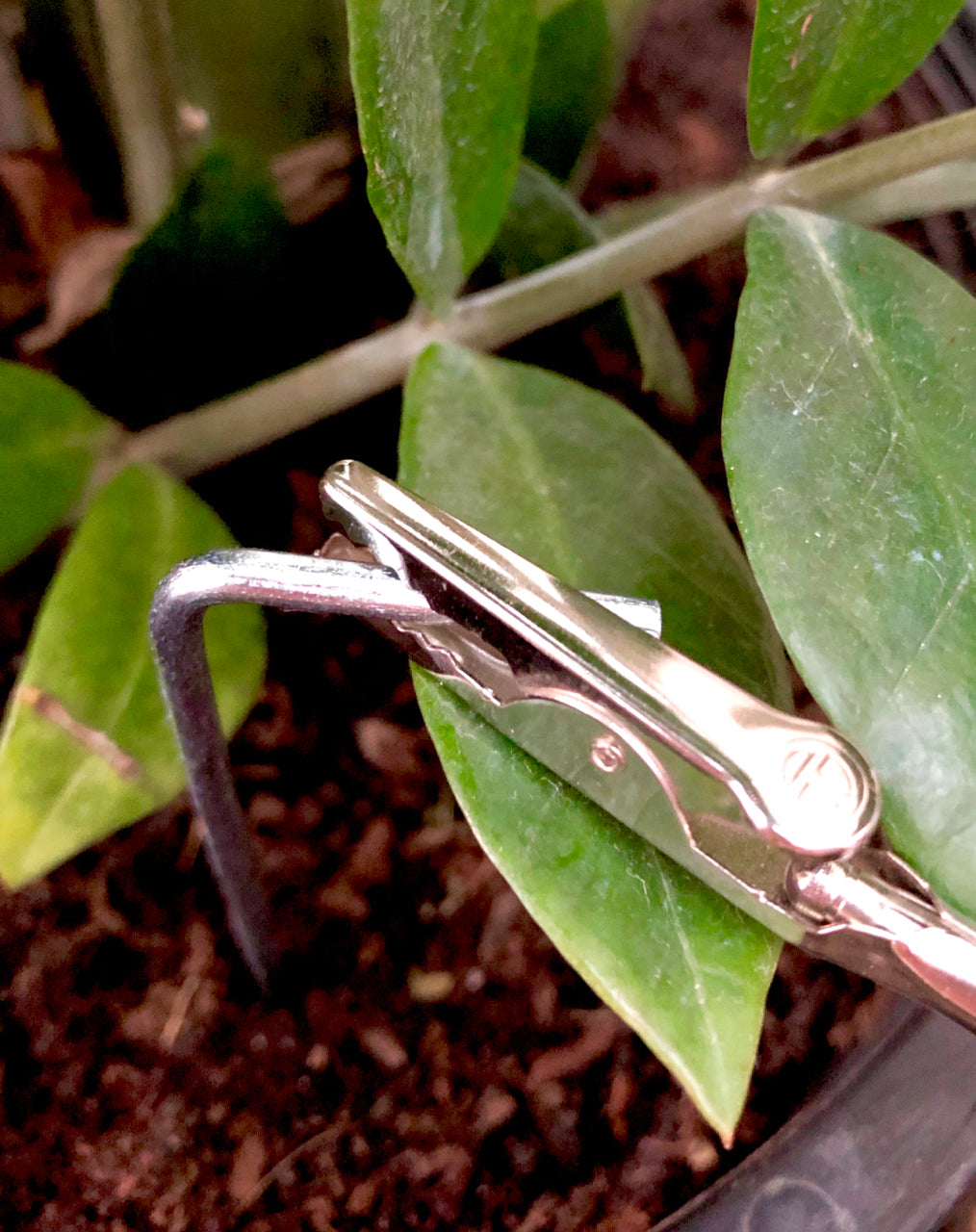 grounding indoor plants Grounding Plants: for their health and yours!