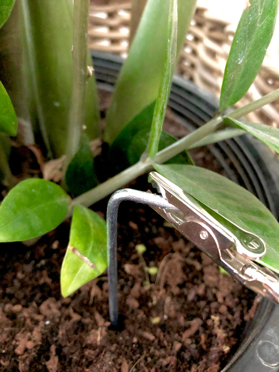 grounding potted plants Grounding Plants: for their health and yours!